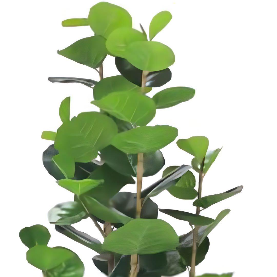 光触媒　人工観葉植物　フェイクグリーン　ナチュラルシーグレープ1.6