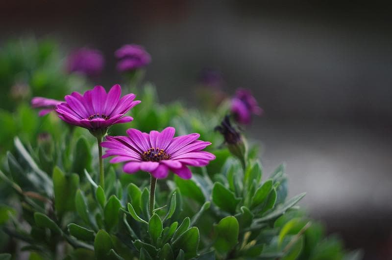 36 　新品同様　ぐるぐるボケレンズ　ヘリオス　44-2　M42アダプター付