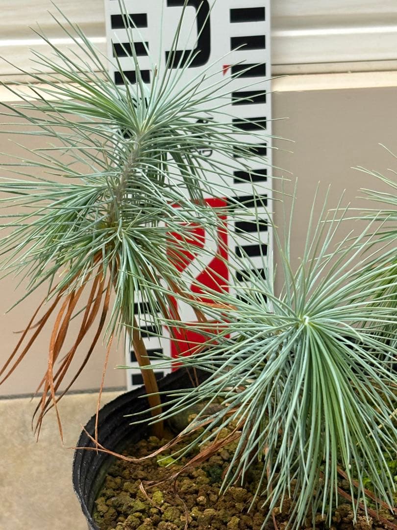 マルチネスピニョンマツ　6株