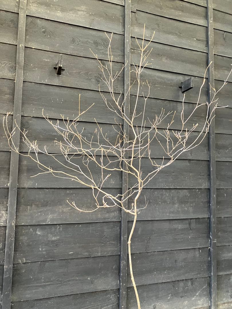 70 山採り　ミツバツツジ