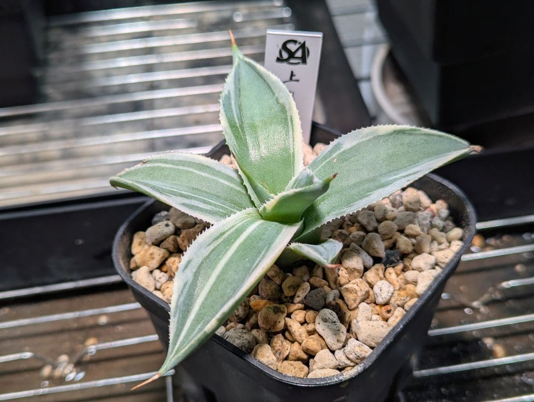 アガベ「パリー トランカータ オリザバ」発根活着済
