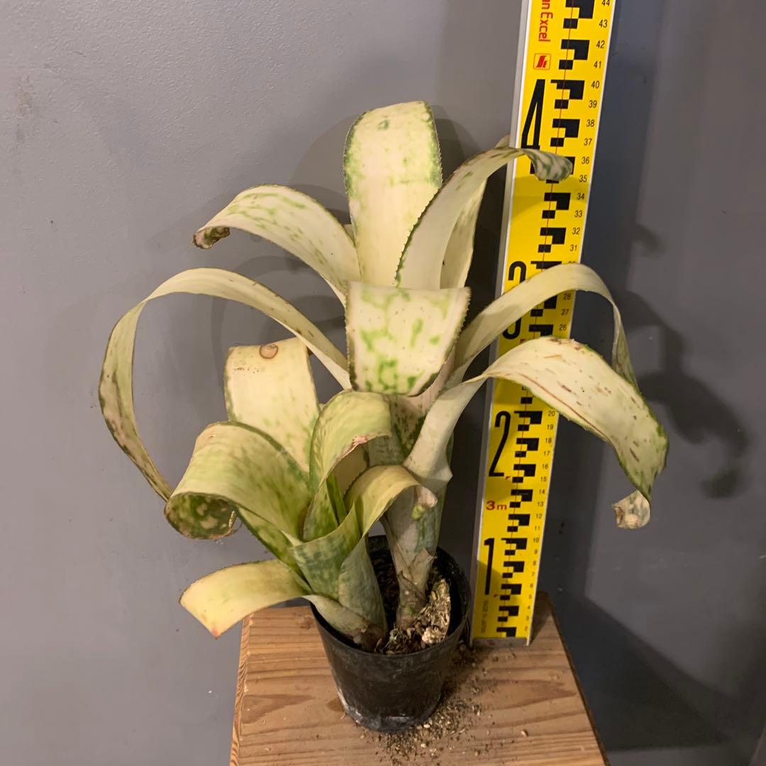 ビルベルギア ストロベリー 子株付き 1