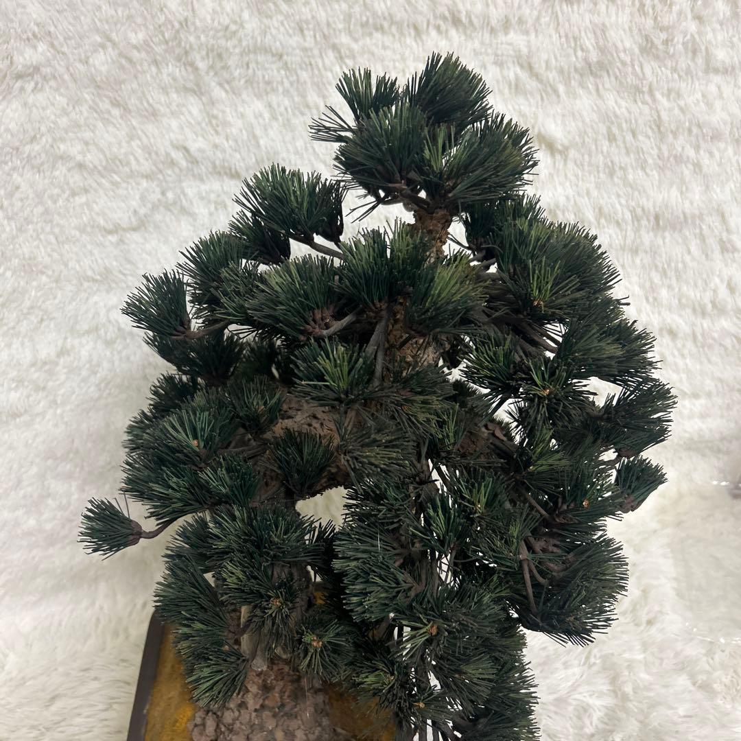 【美品】造花 盆栽 レプリカ 松　ビッグサイズ