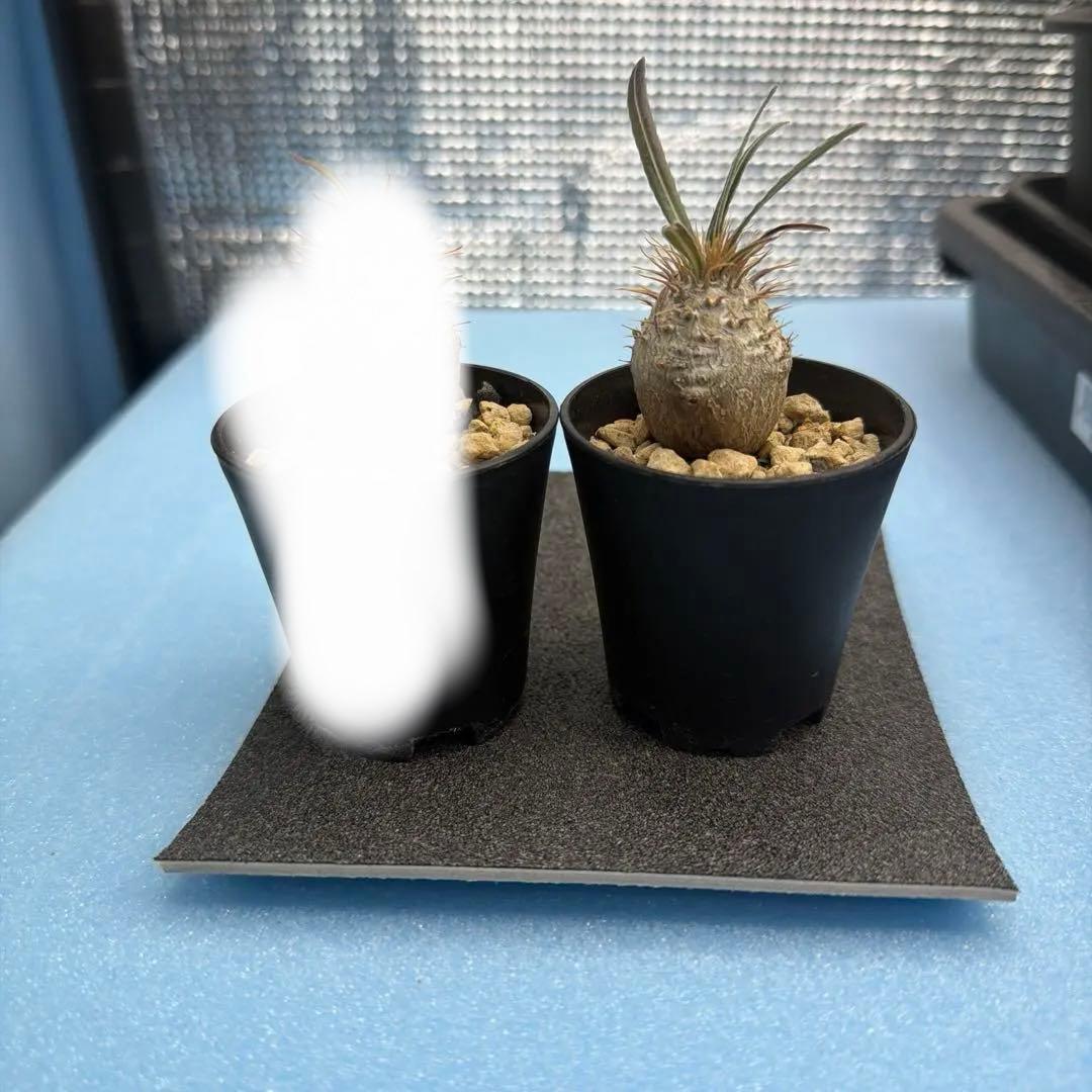 グラキリス　実生12 短小丸型