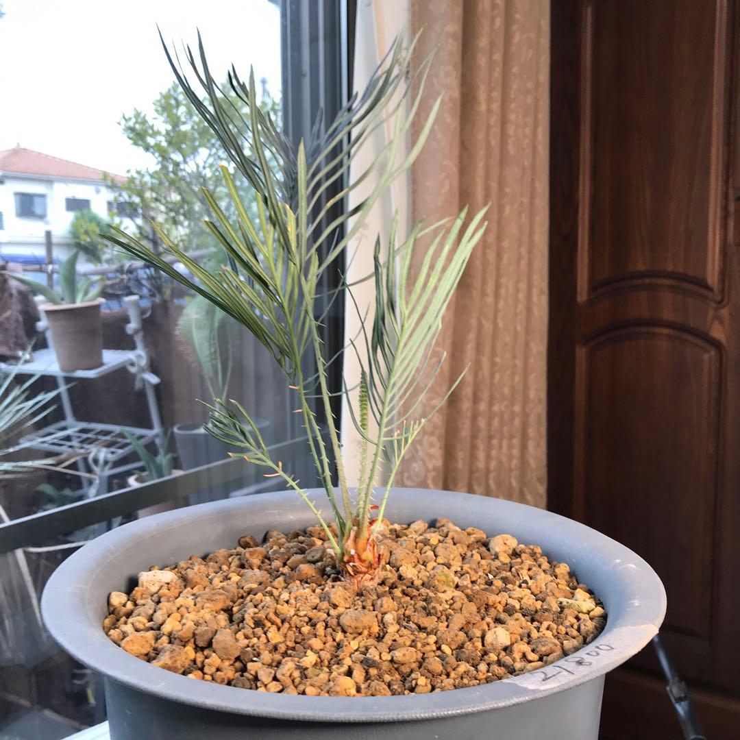 サイカスカイルンシアナ、オーストラリア原産、希少品種