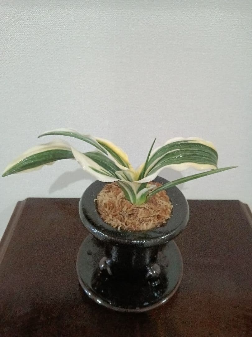 万年青「華宝」