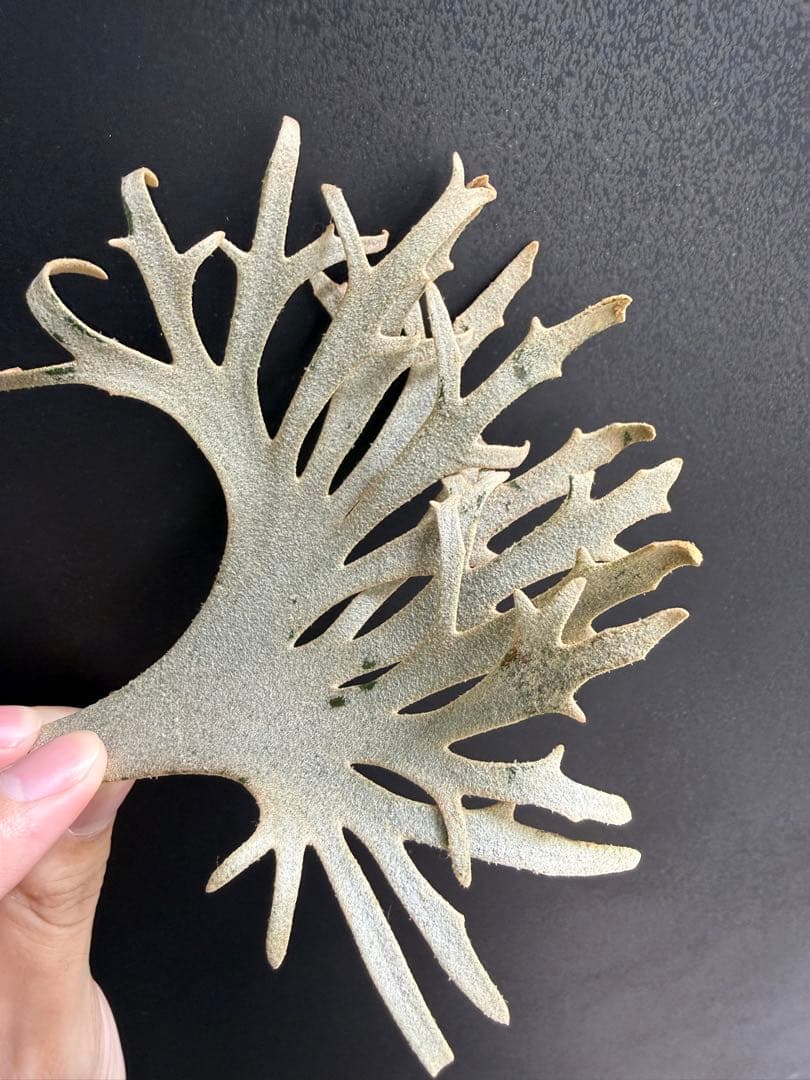 たか太郎　yellow moon dwarf sporeling 胞子