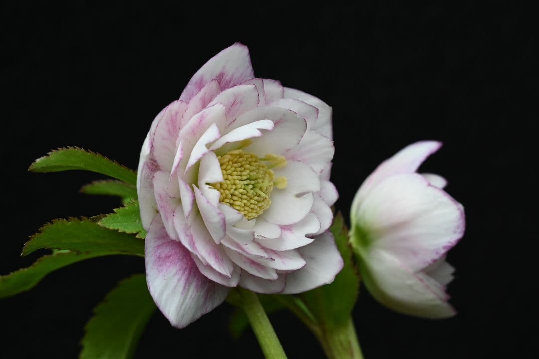 クリスマスローズ　認定リトルプリマヴェーラ　加藤農園