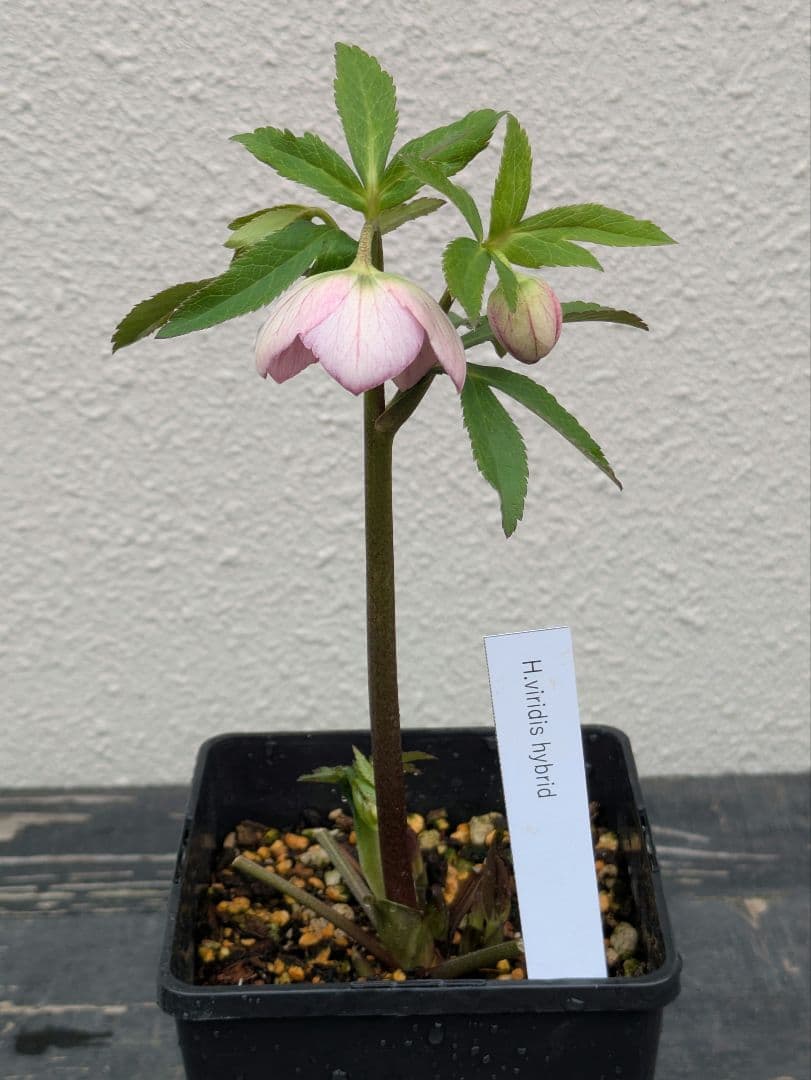 極美 WS★原種交配ヴィリディスhybrid★パステリッシュ・ポーセリン系