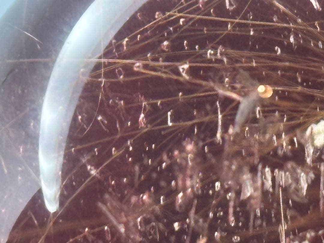 《水跡空洞×白い内包物入り＊ゴールドルチル＆スモーキースフィア》