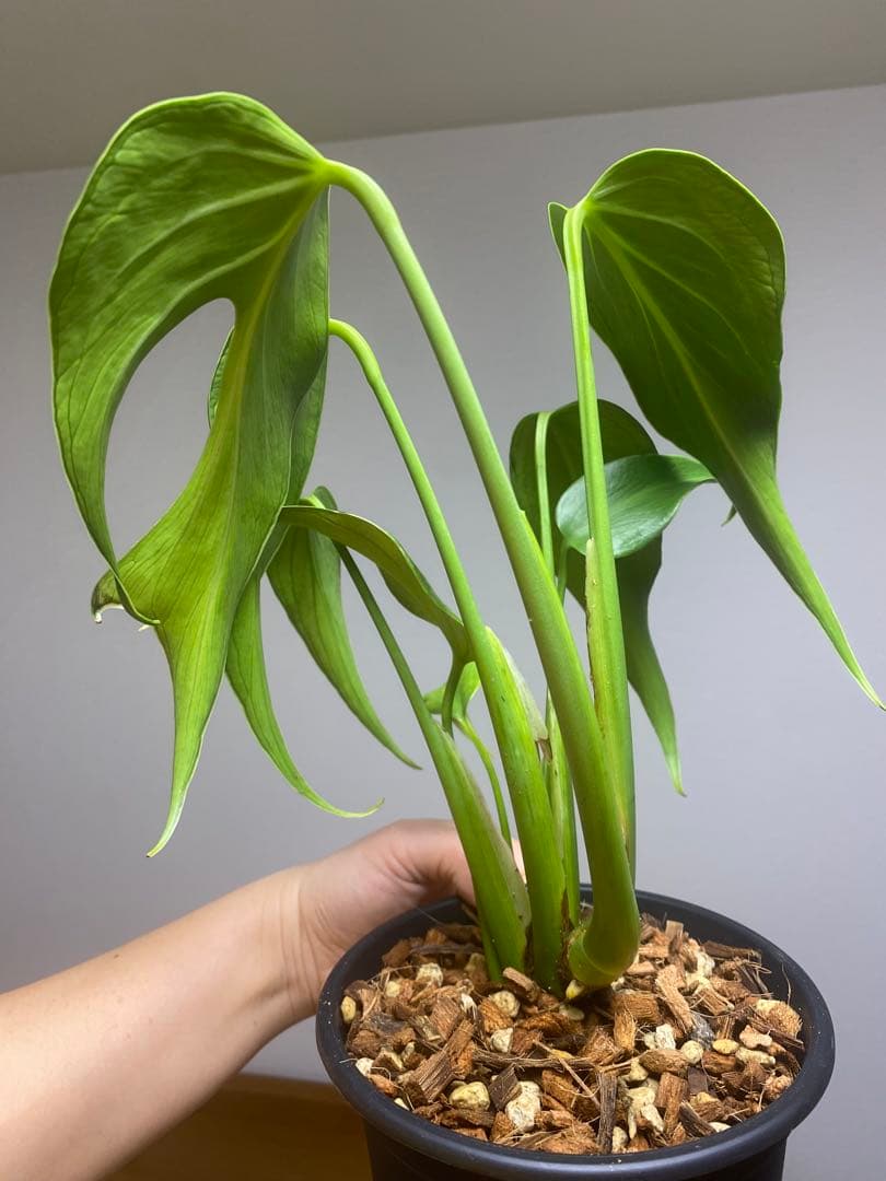 マ*ん様 【棚整理セール‼️】モンステラ　バールマルクス　希少　レア　人気‼️