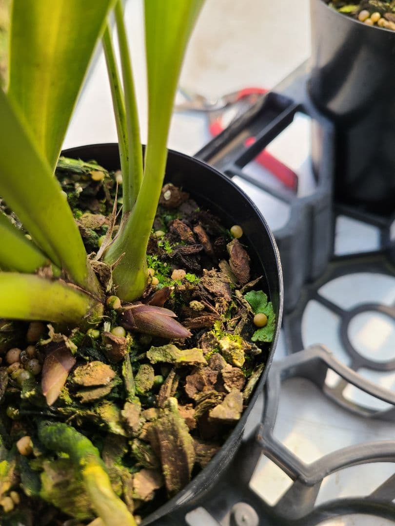 4寸。ミスマフェット。花芽4個。5鉢セット。蜜蜂誘引蘭。日本蜜蜂