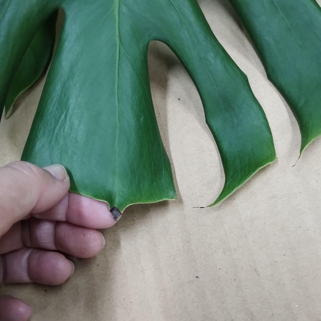 モンステラ ３本セット　木質化幹立ち根上り