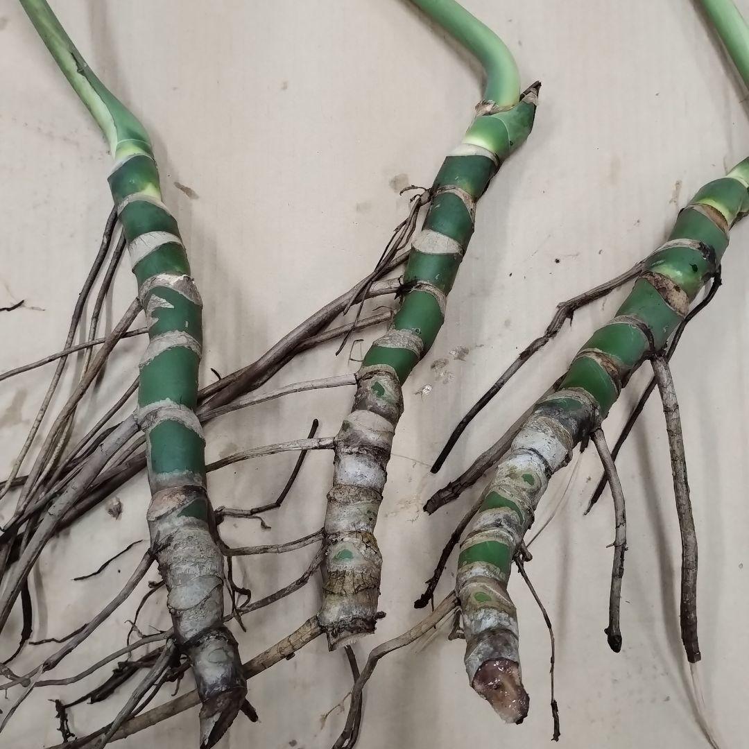 モンステラ ３本セット　木質化幹立ち根上り