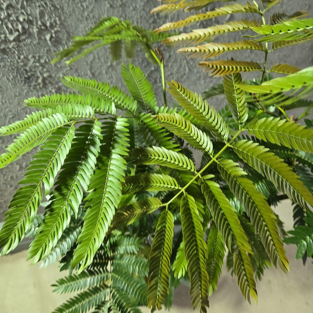 ⑤　エバーフレッシュ曲がり仕立て　8号特大苗木最高等級極上品‼️