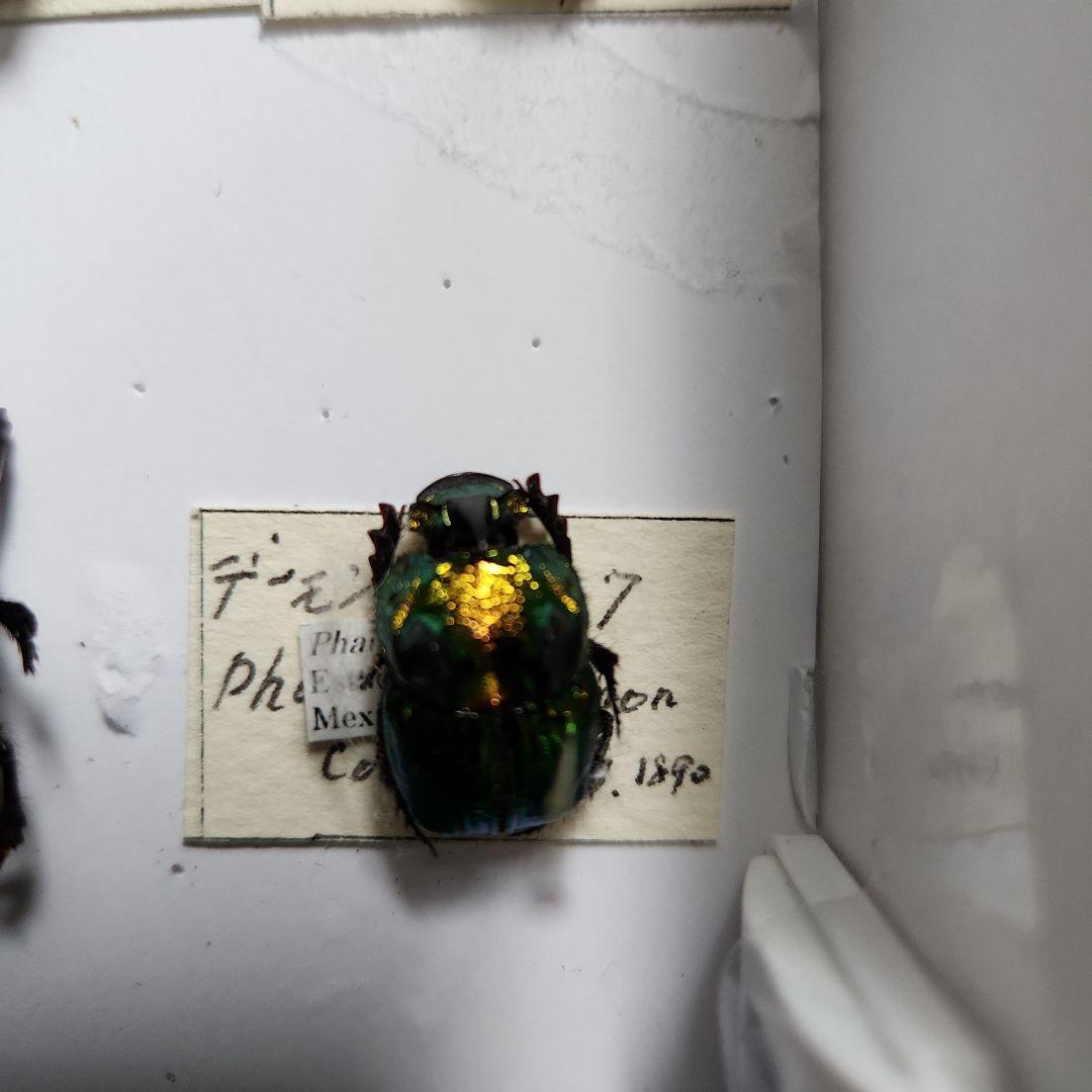 昆虫標本(ダイコク、オオダイコク)海外