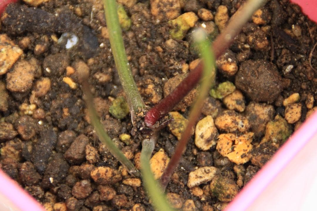 くり様ご確認用　クリスマスローズ未開花株（株分け　小さめ）