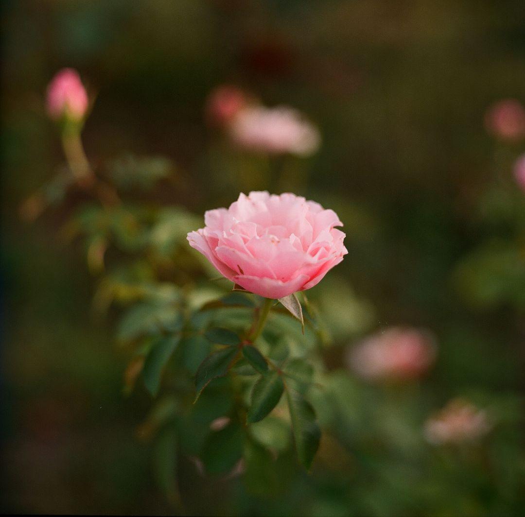※希少美品※ 値下げ中　Kodak Ektar 80mm f2.8