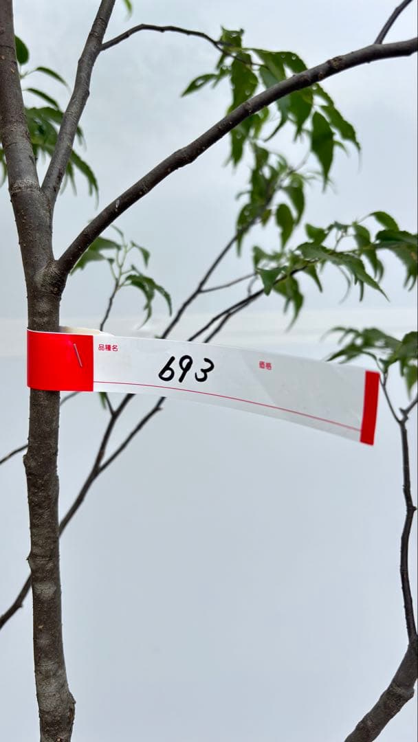 美しい樹形が魅力的 山採り ハイノキ 株立 693 樹高1.8m位 高級樹