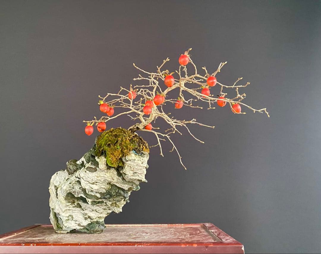 白木盆栽園　老爺柿　高さ45センチ　ロウヤガキトキワガキ常盤柿観葉植物 盆栽