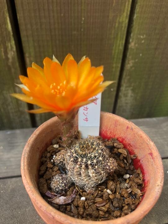 サボテン アラクナカンサ♪抜き苗 799円