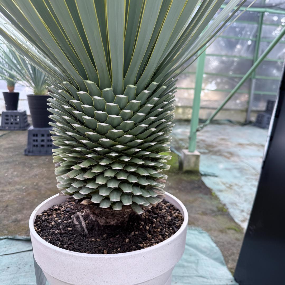 【AL-F1166】ユッカロストラータ　ホワイト個体