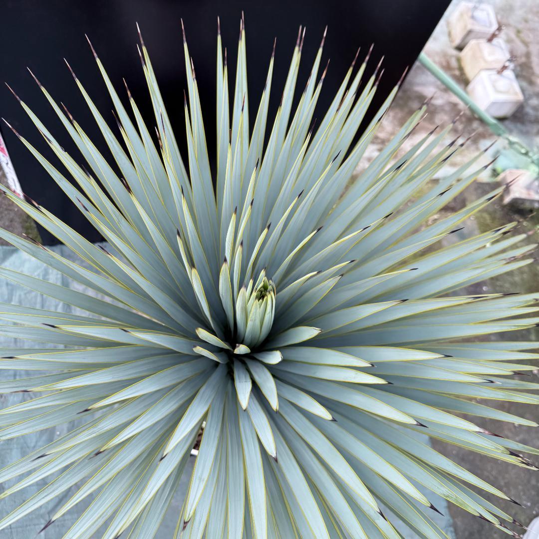 【AL-F1166】ユッカロストラータ　ホワイト個体