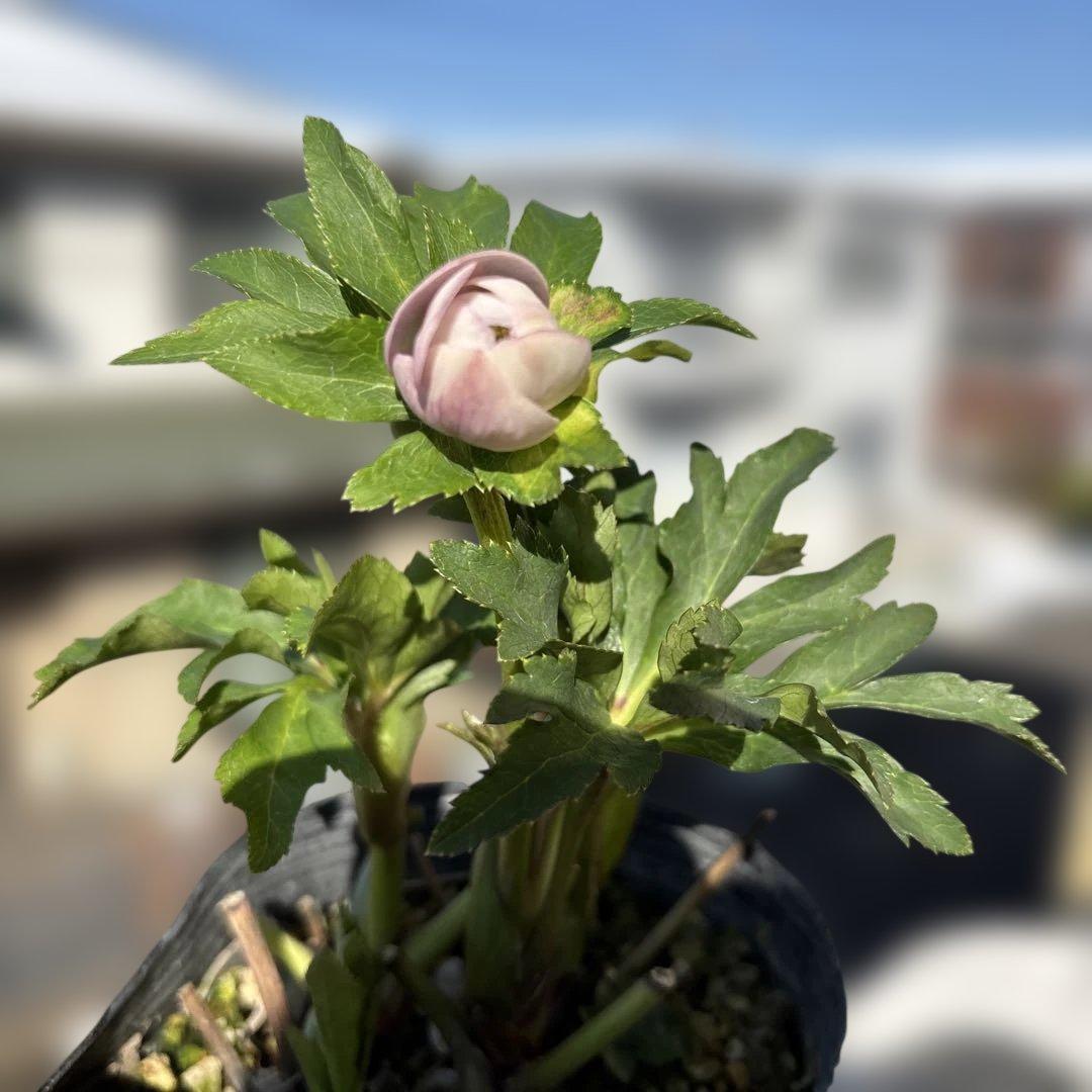 まい①