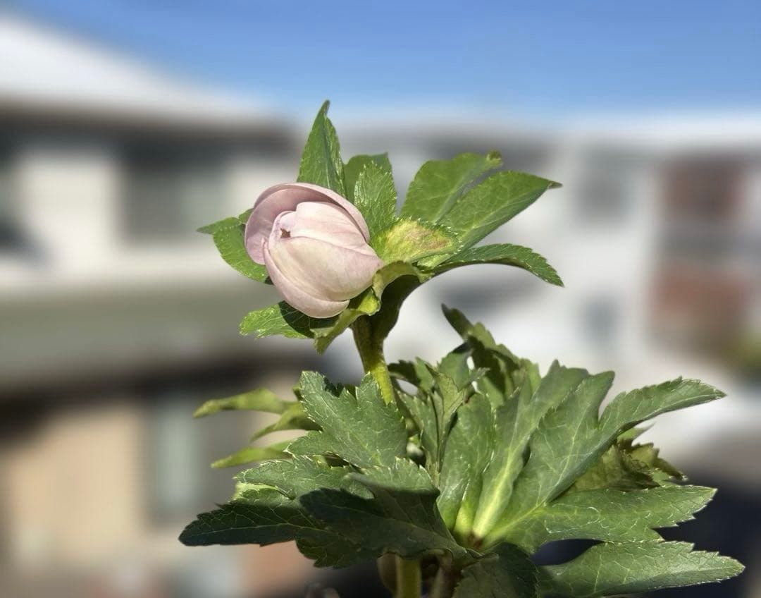 まい①