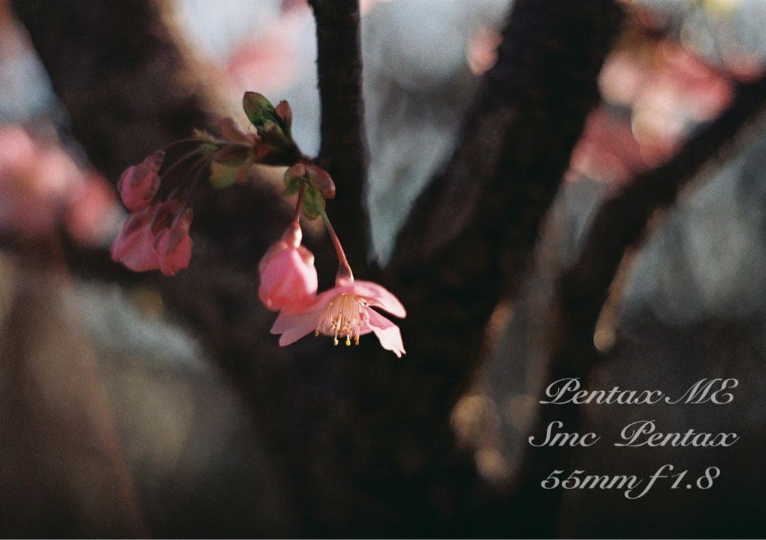 フィルム入門に！完動品＊超美品★pentax me★初期保証付★作例多数！