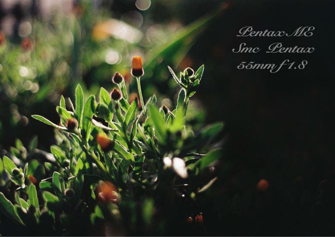 フィルム入門に！完動品＊超美品★pentax me★初期保証付★作例多数！