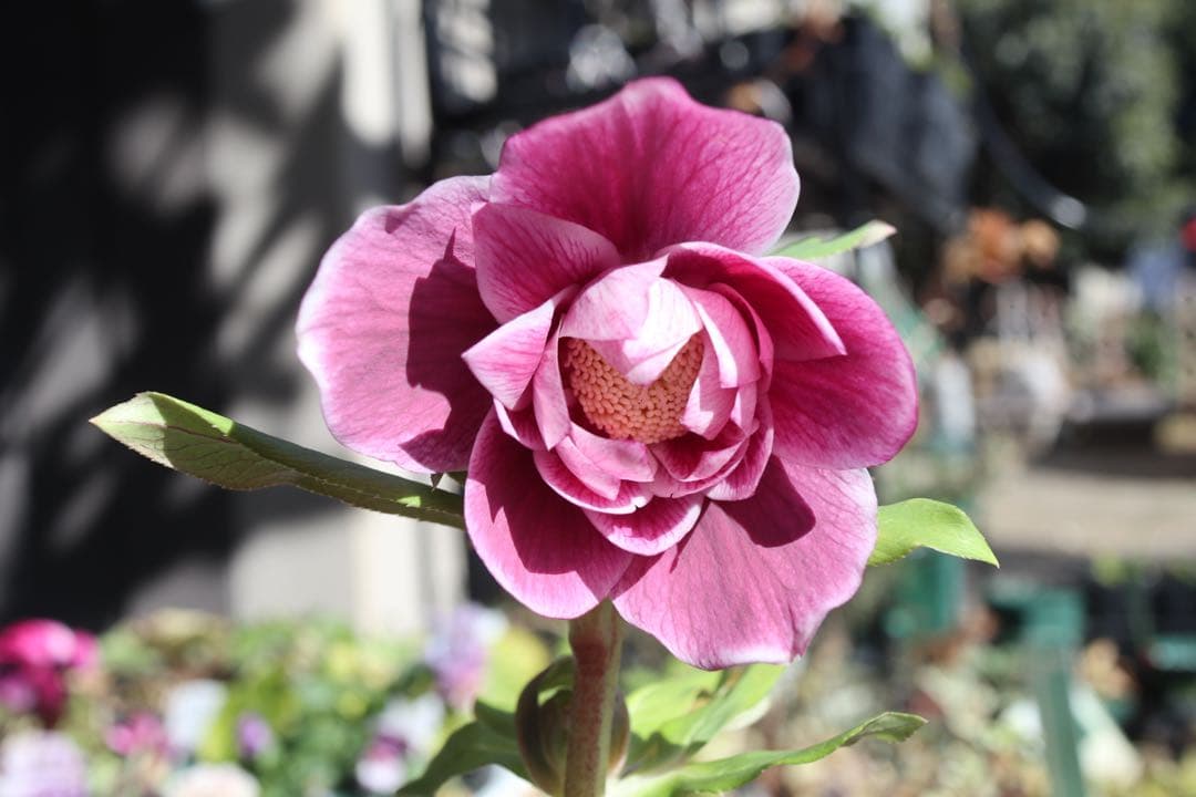 ♡広瀬園芸♡ ソレイユ系　白抜けグラデーション