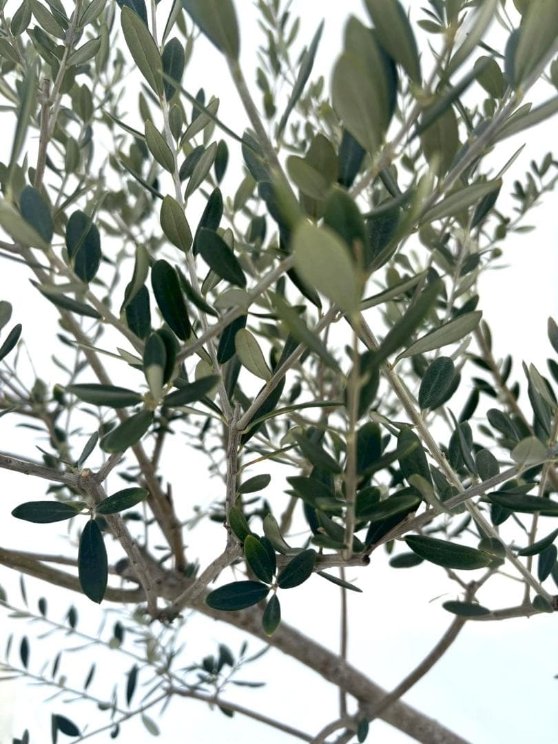 オリーブの木　マンザニロ　10号　約180cm　NO.880　人気品種　現品掲載