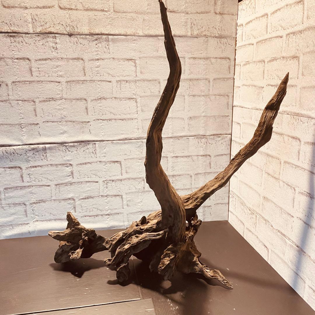 天然流木233 アク抜き処理済み　沈水処理済み　ビオトープ　水槽レイアウト