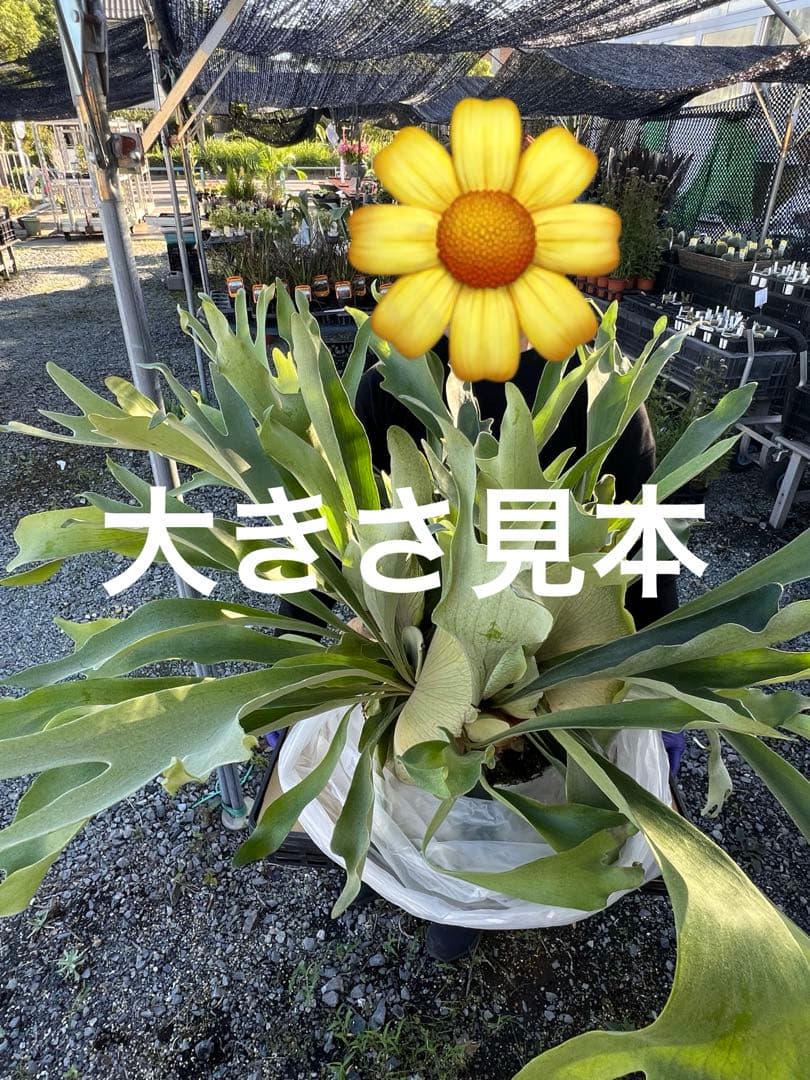 特大size 【ビカクシダ ネザーランド】 現物発送