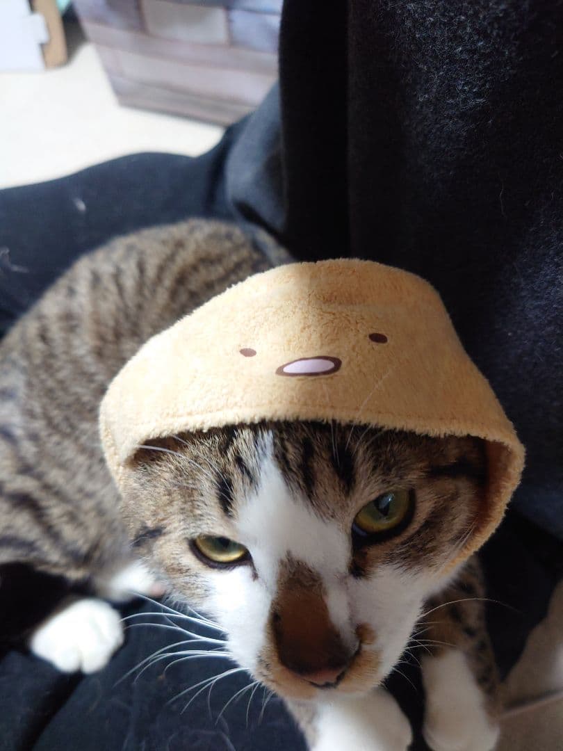 猫用帽子風アクセサリー　すみっコぐらし　とんかつ