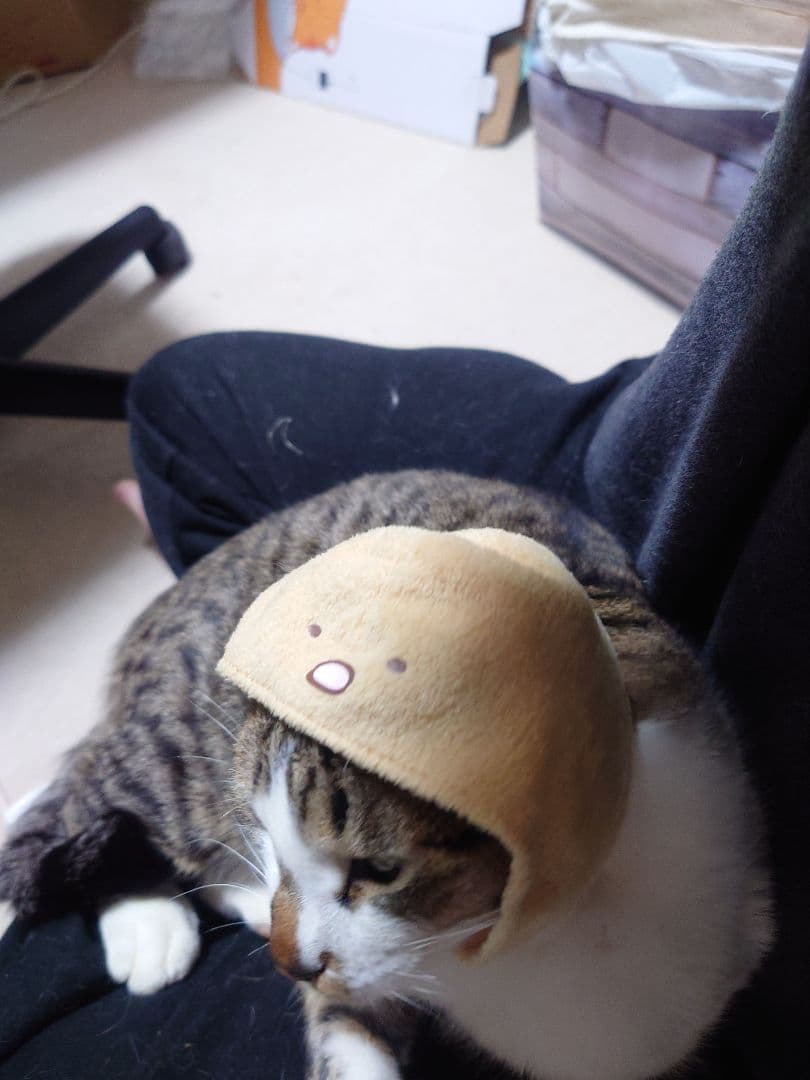 猫用帽子風アクセサリー　すみっコぐらし　とんかつ