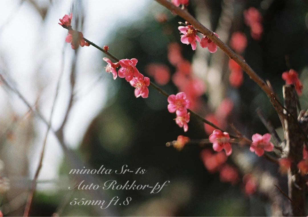 完動品＊美品＊初期保証★minolta Sr-1s&ロッコールレンズ★作例多数