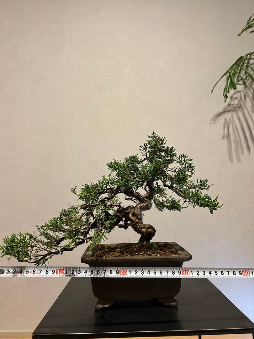糸魚川真柏　盆栽　貴風盆栽　神舎利　捻転　樹齢約30年