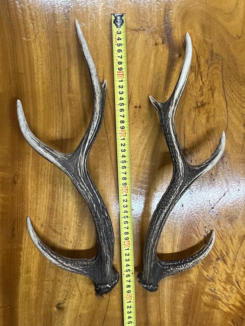 鹿のツノ