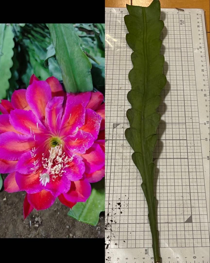 メル85316様　取り置き