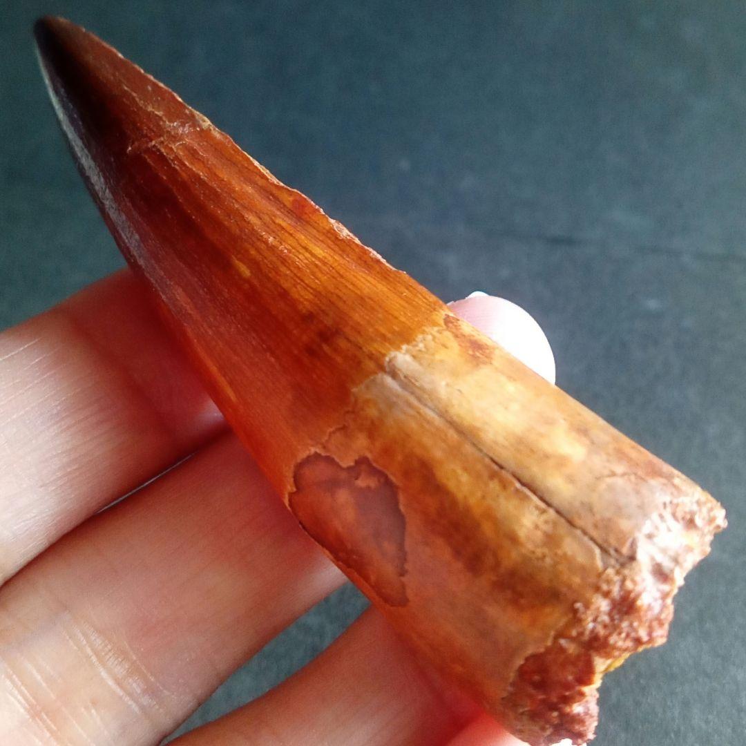 恐竜　歯化石　スピノサウルス　特大　極美麗　約８０mm
