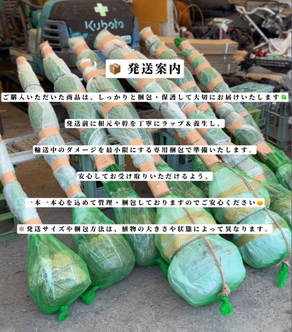 ココスヤシシルバーリーフ【極太】葉先150cm幹回り90cm 幹高40cm