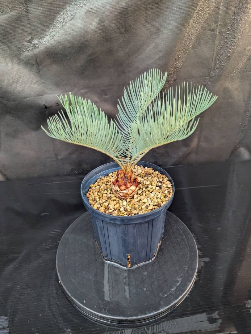 決算創業祭 お買い得 サイカスカイルンシアナ スーパーブルー ドワーフ 過去最安