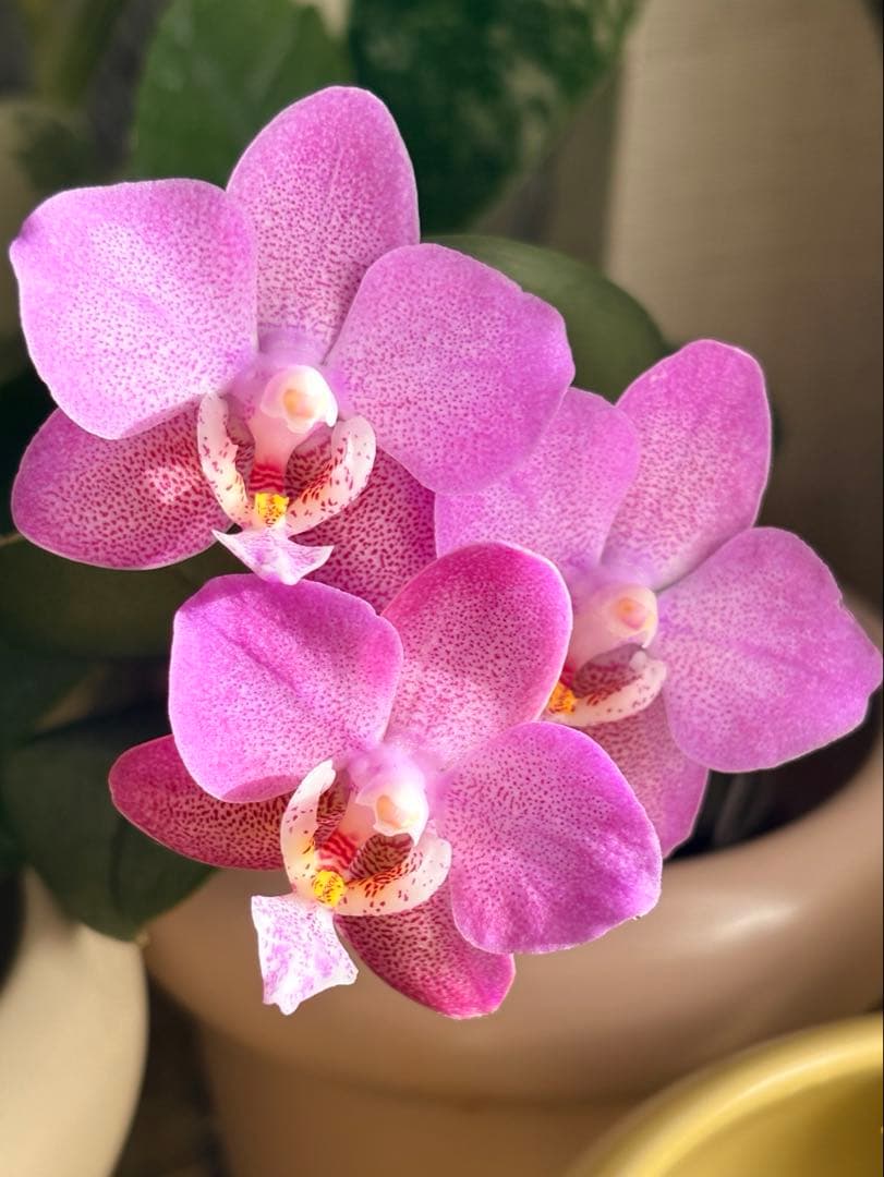 レア！強香原種交配種【ギガンテア × シレリアナ】 シレリアナ戻し 洋ラン 洋蘭