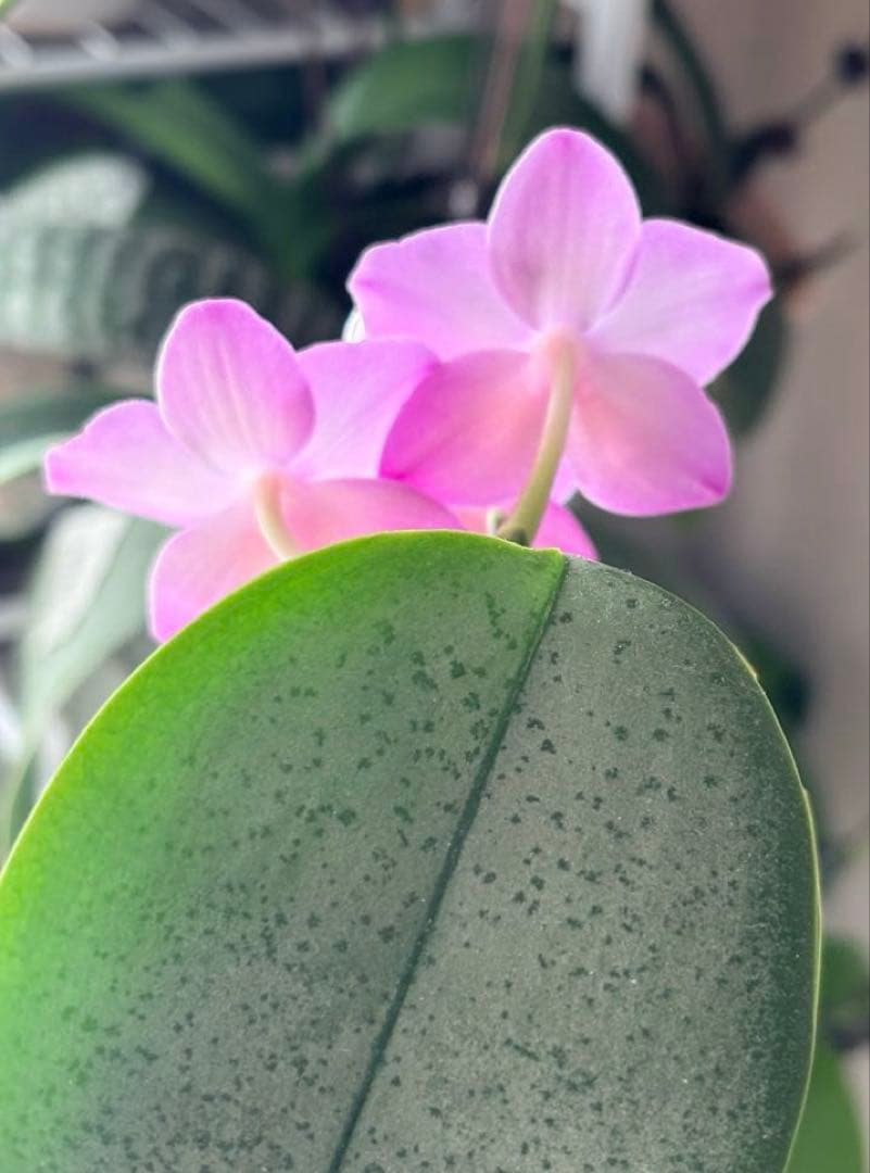 レア！強香原種交配種【ギガンテア × シレリアナ】 シレリアナ戻し 洋ラン 洋蘭