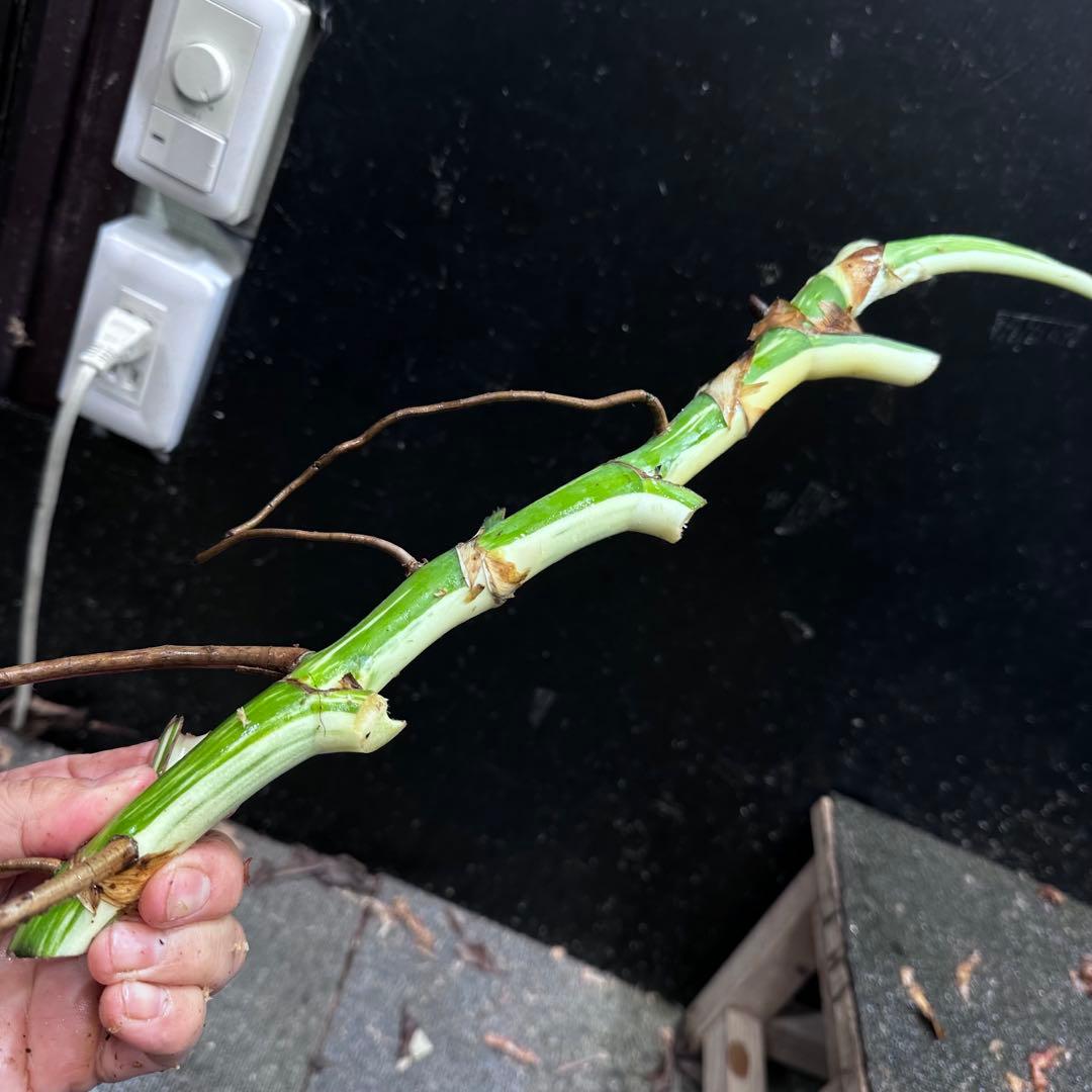 よ*ー様 斑入りモンステラホワイトタイガー茎3株おまとめ