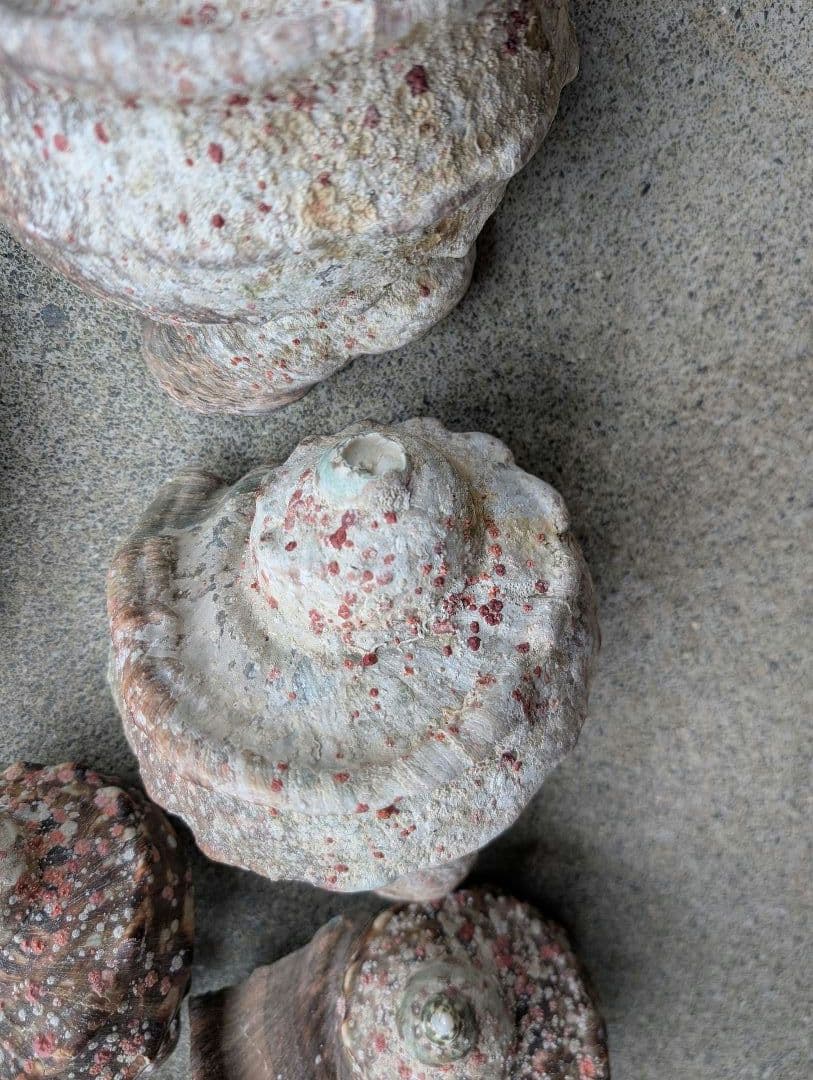 夜光貝24個セット400g〜900g約16kgまとめ売り