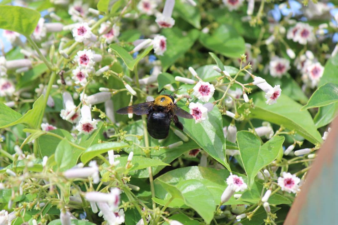 キヤノン EF-S 18-55mm STM 55-250mm IS Ⅱ レンズ