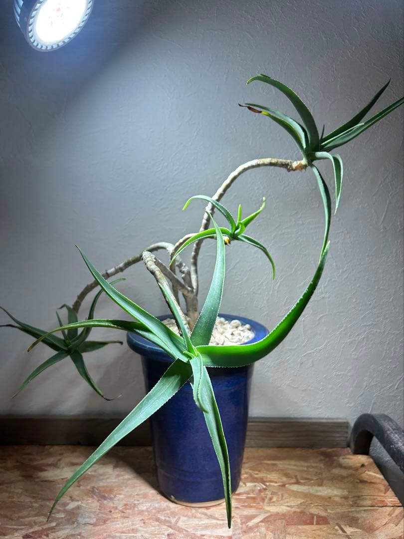 特大　アロエ　ストリアツラ　特殊樹形　陶器鉢のまま発送　ドライガーデン